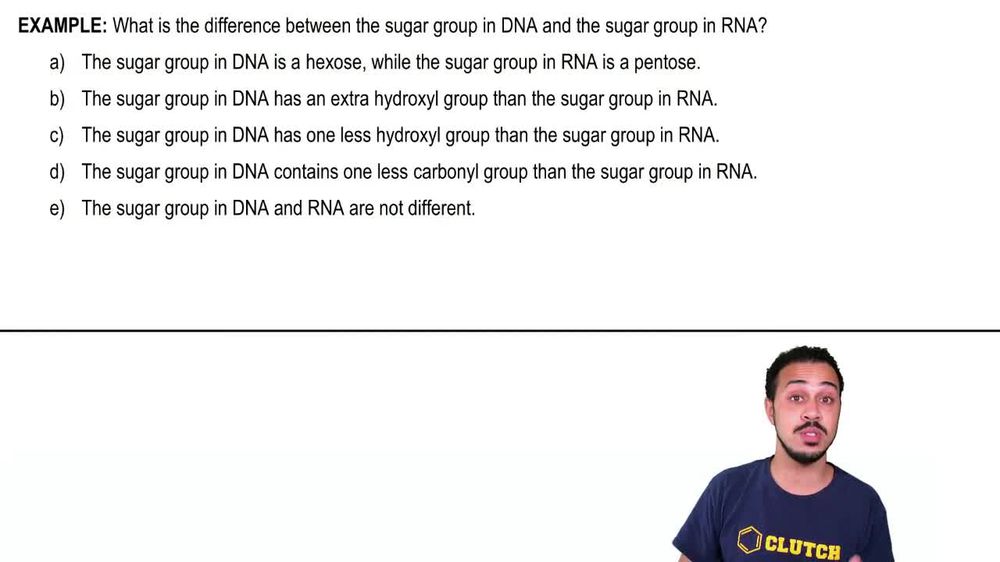 Nucleic Acids Example 1