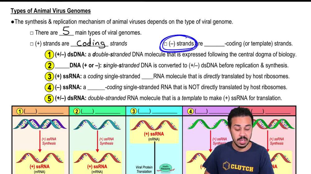 Types of RNA Virus Genomes