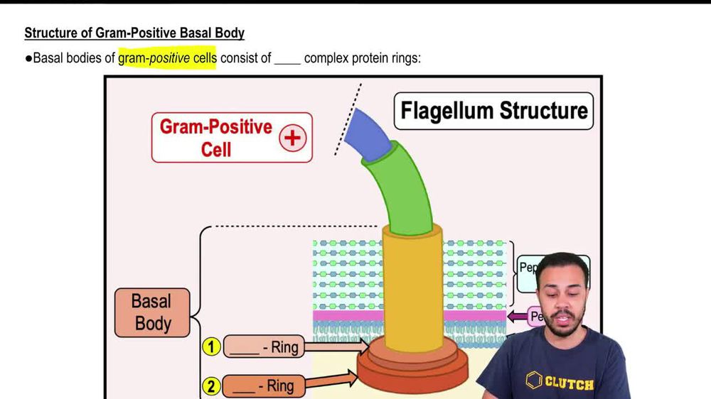 Structure of Gram-Positive Basal Body