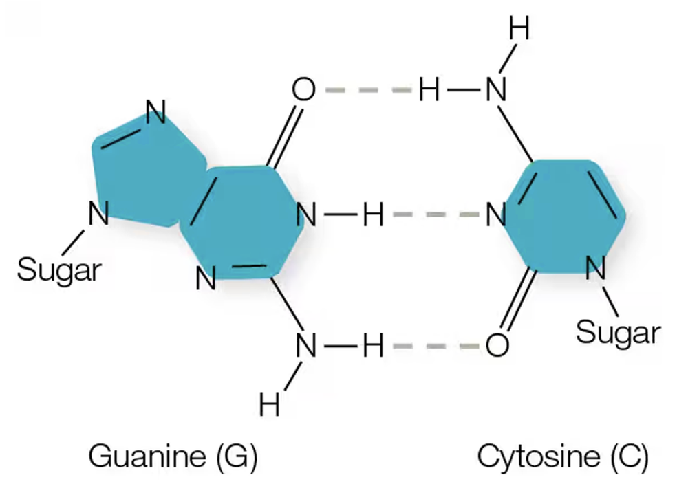 Diagram of guanine and cytosine bases showing two covalent bonds circled, two hydrogen bonds circled, and one polar covalent bond boxed.