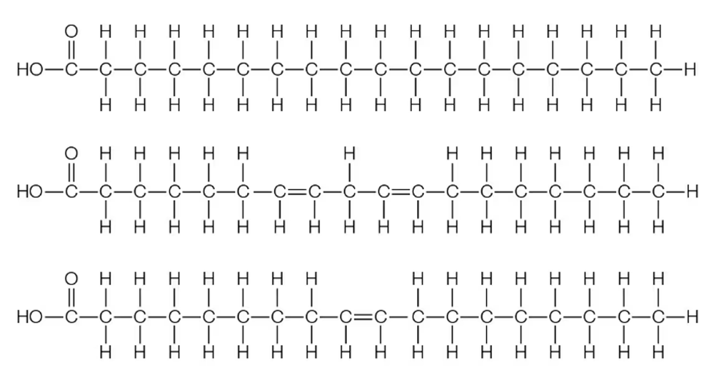 Three fatty acid structures showing saturated, monounsaturated, and polyunsaturated chains with carbon and hydrogen atoms.