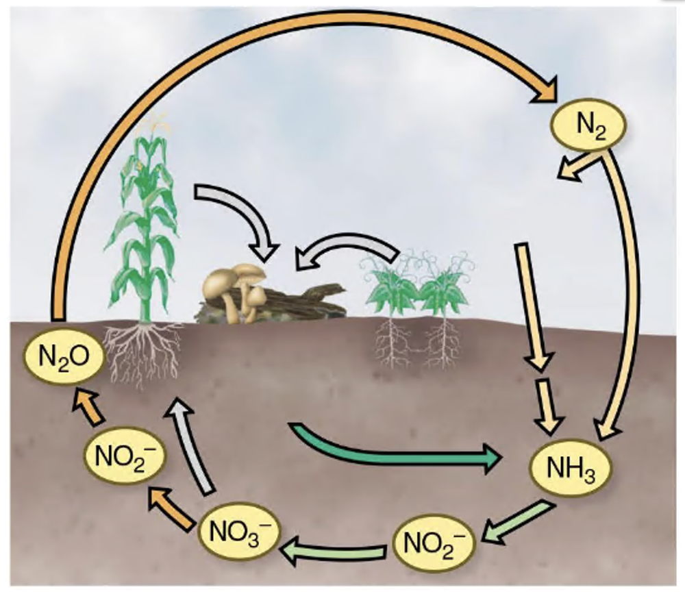 Diagram of the nitrogen cycle showing nitrogen transformations and locations of ammonification, nitrification, denitrification, and fixation.