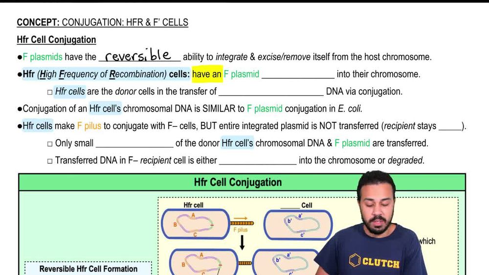 Hfr Cell Conjugation