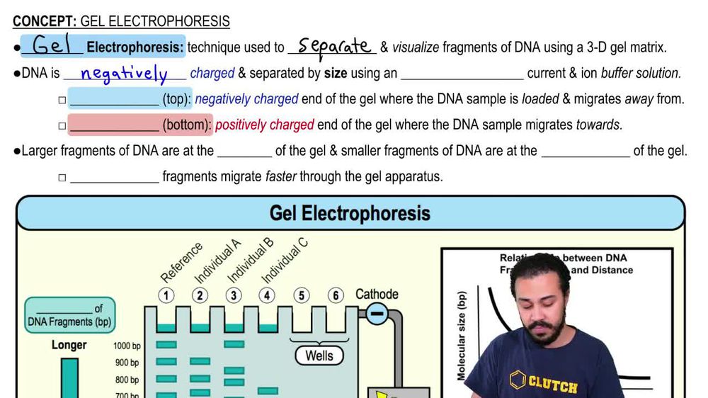 Gel Electrophoresis