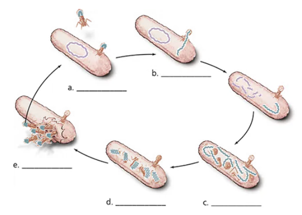 Diagram showing the bacteriophage replication cycle with five labeled steps from attachment to release.
