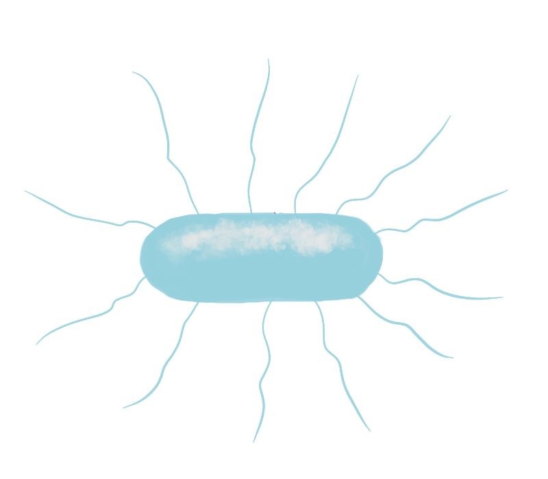 Illustration of a prokaryotic cell with multiple flagella, representing tuft polar flagella arrangement.
