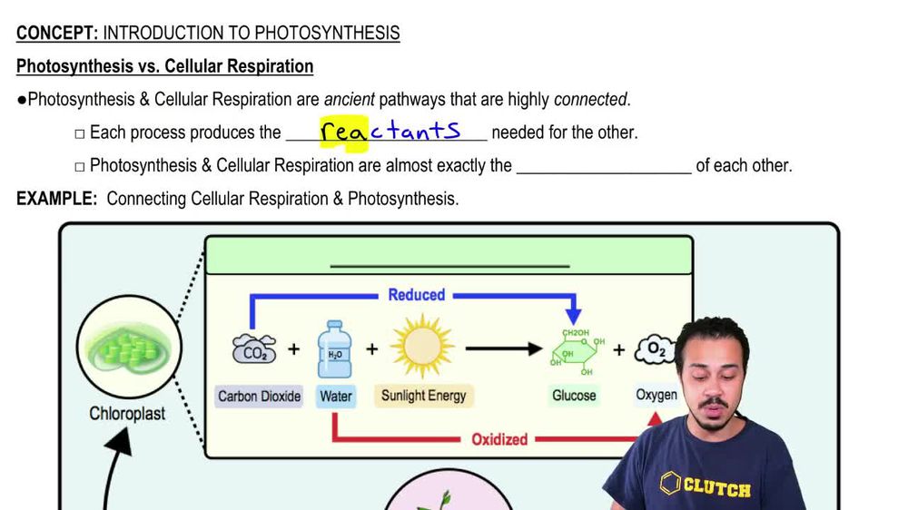 Photosynthesis vs. Cellular Respiration