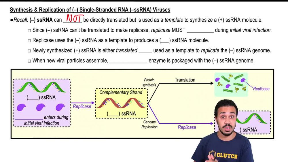 Replication of (-) Single Strand RNA Viruses