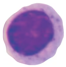 Microscopic image of a granulocyte cell with a multi-lobed nucleus stained purple and pink.