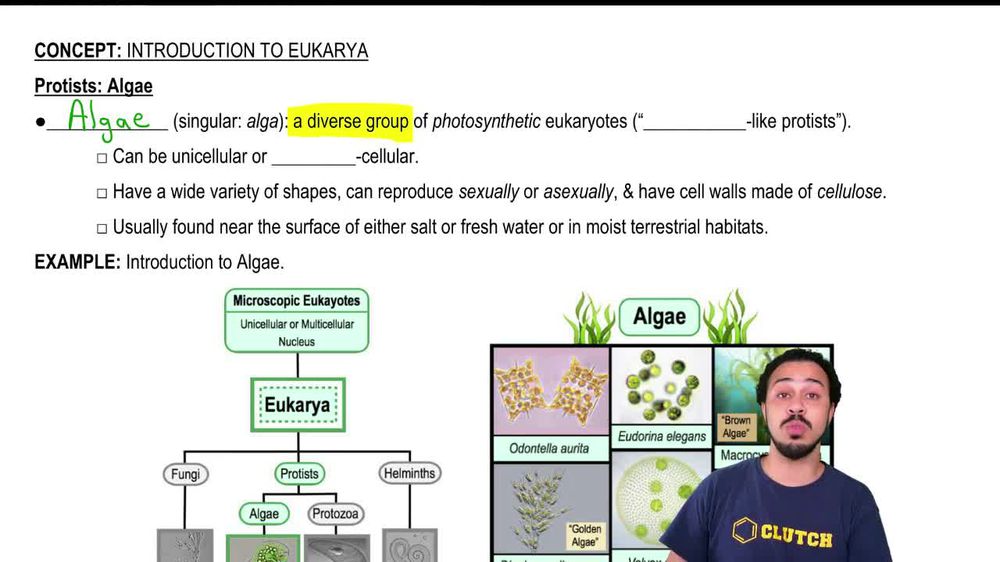 Protists:Algae