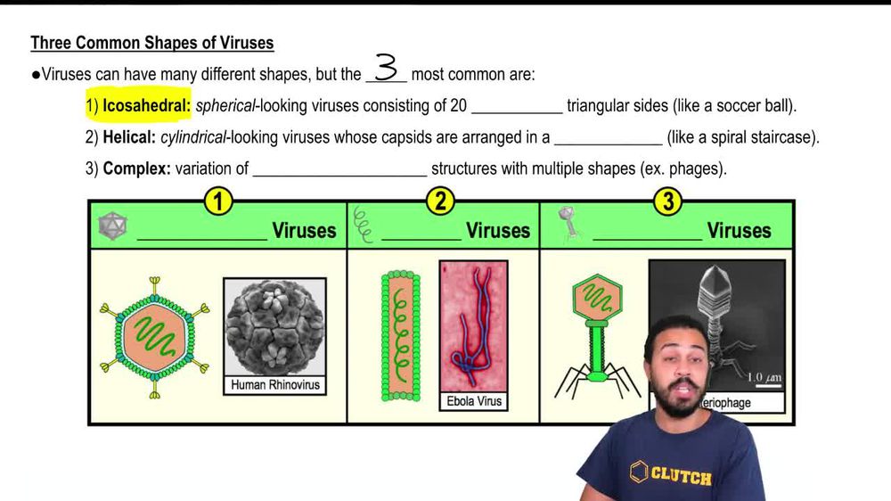 Three Common Shapes of Viruses