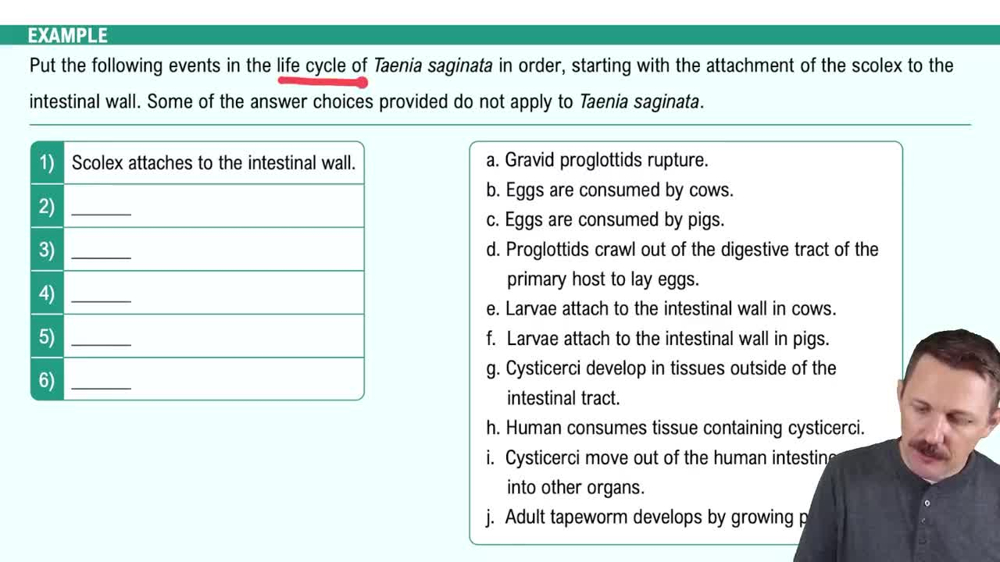 Helminthic Diseases of the Digestive System Example 2