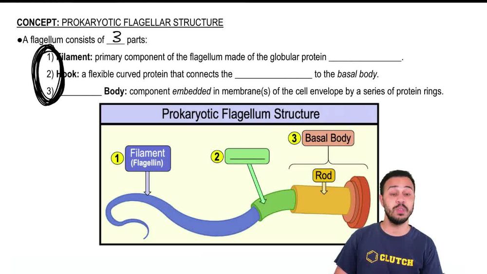 Prokaryotic Flagellar Structure