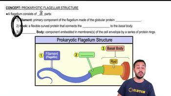 Prokaryotic Flagellar Structure