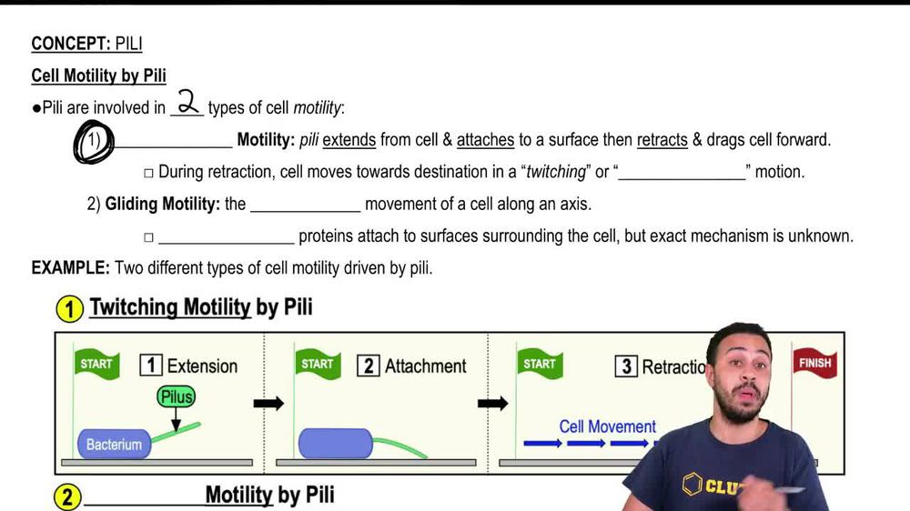 Cell Motility by Pili