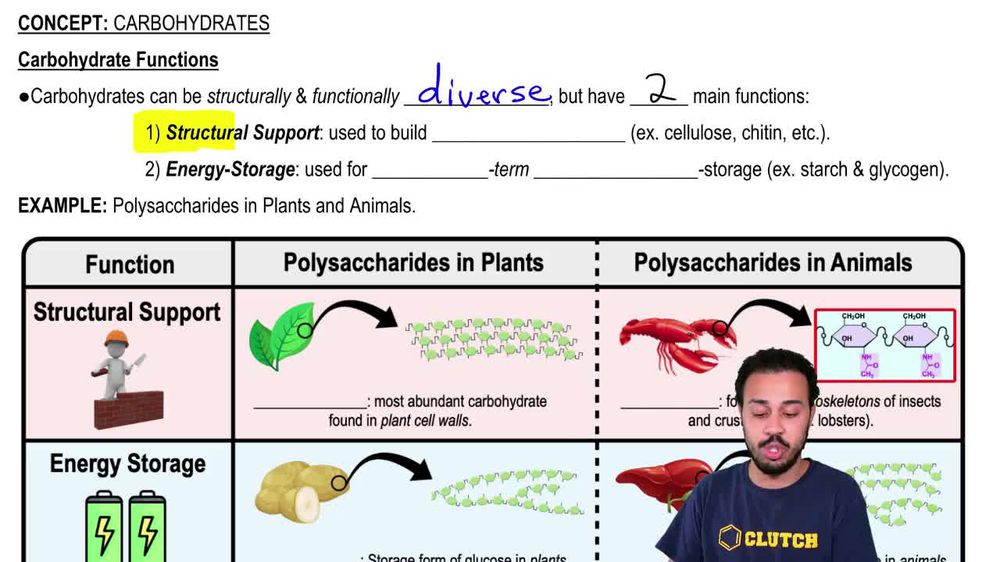 Carbohydrate Functions
