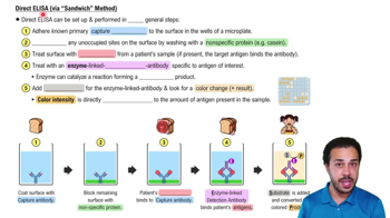 Direct ELISA (via "Sandwich" Method)