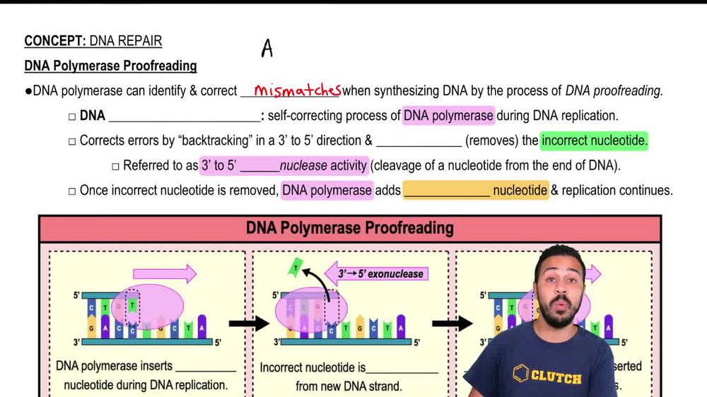 DNA Polymerase Proofreading