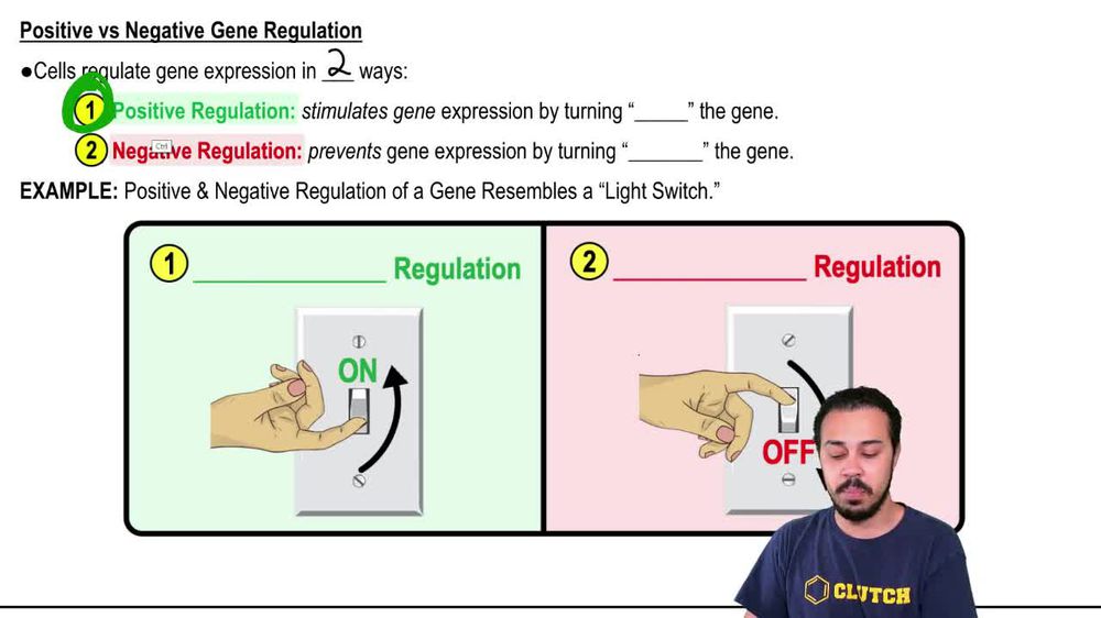 Positive vs Negative Gene Regulation