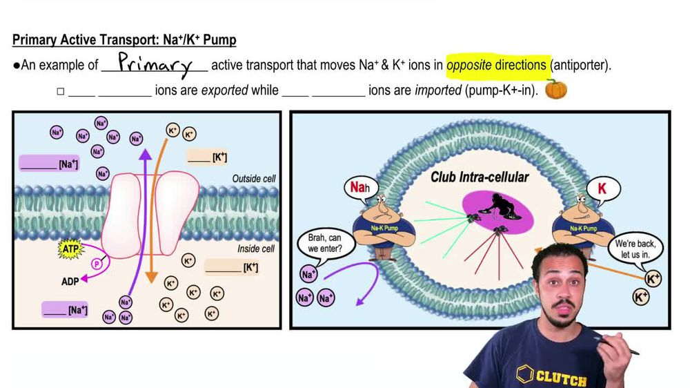 Primary Active Transport:Na+/K+ Pump