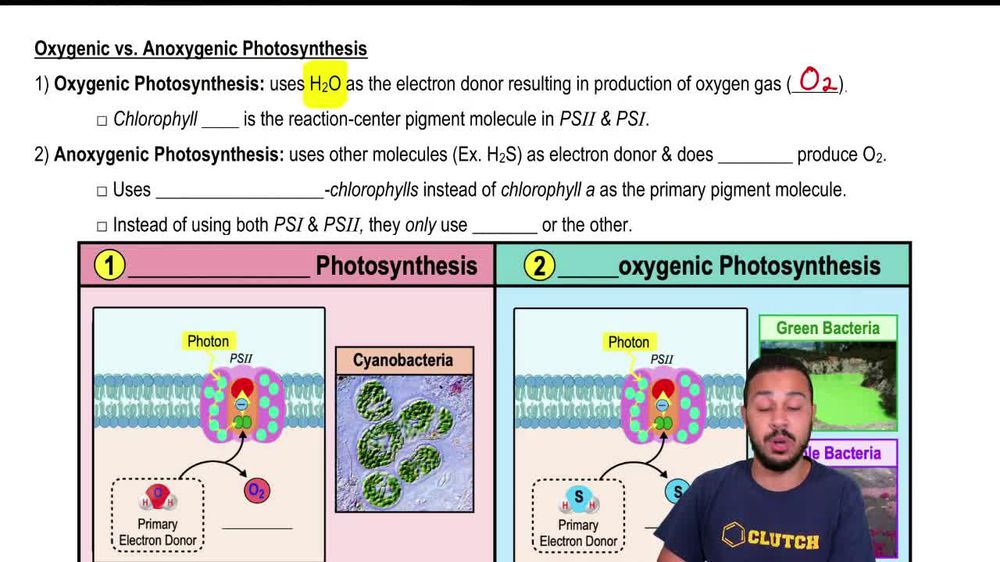 Oxygenic vs. Anoxygenic Photosynthesis