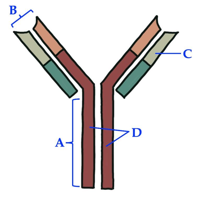 Antibody