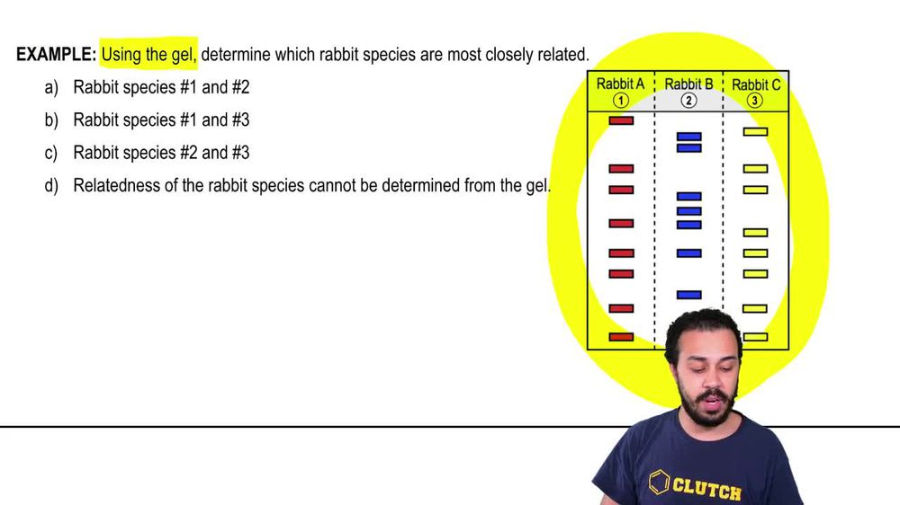 Gel Electrophoresis Example 1