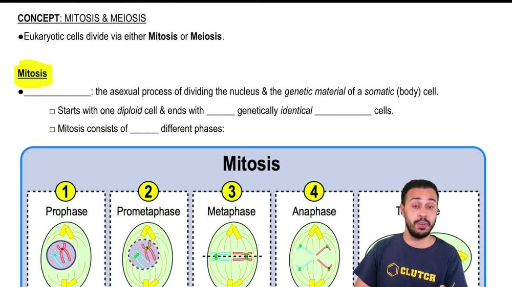 Mitosis