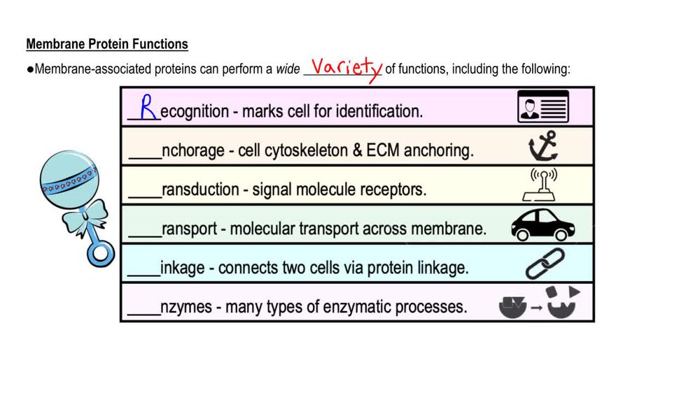 Membrane Protein Functions