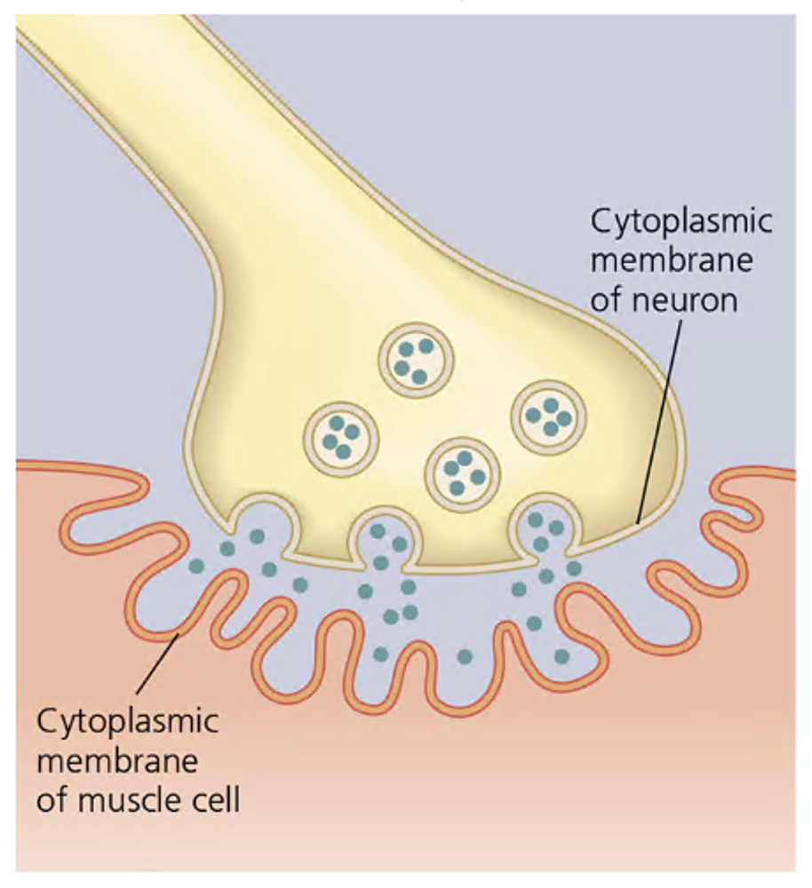 Diagram of a nerve cell synapse showing acetylcholine release and botulism toxin action sites on neuron and muscle membranes.