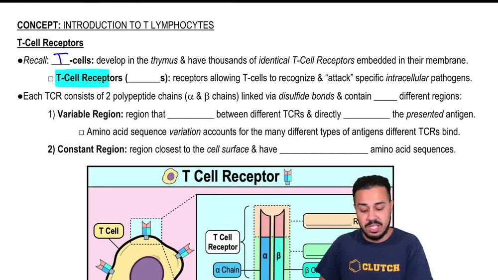 T-Cell Receptors