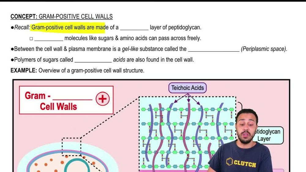 Gram-Positive Cell Walls