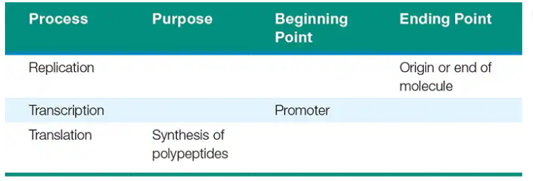 Table listing biological processes with their purposes and start/end points: replication, transcription, and translation.