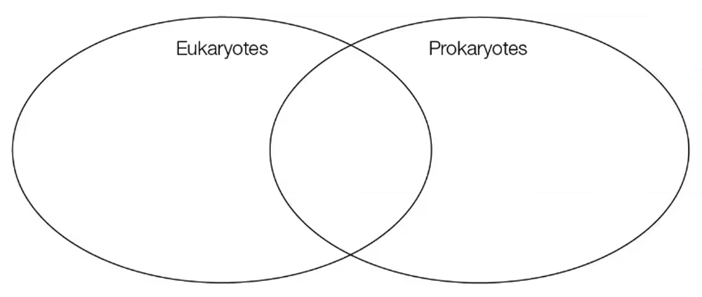 Blank Venn diagram with two overlapping circles labeled Eukaryotes and Prokaryotes for comparing cell characteristics.