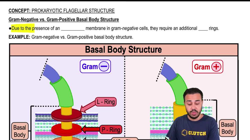 Gram-Negative vs. Gram-Positive Basal Body Structure