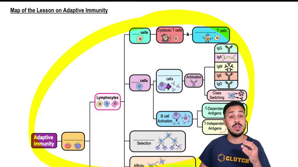 Map of the Lesson on Adaptive Immunity
