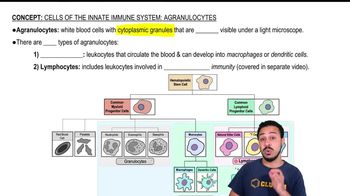 Agranulocytes