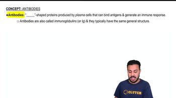 Antibodies