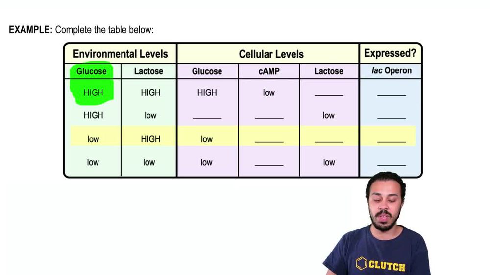 Glucose's Impact on Lac Operon Example 1