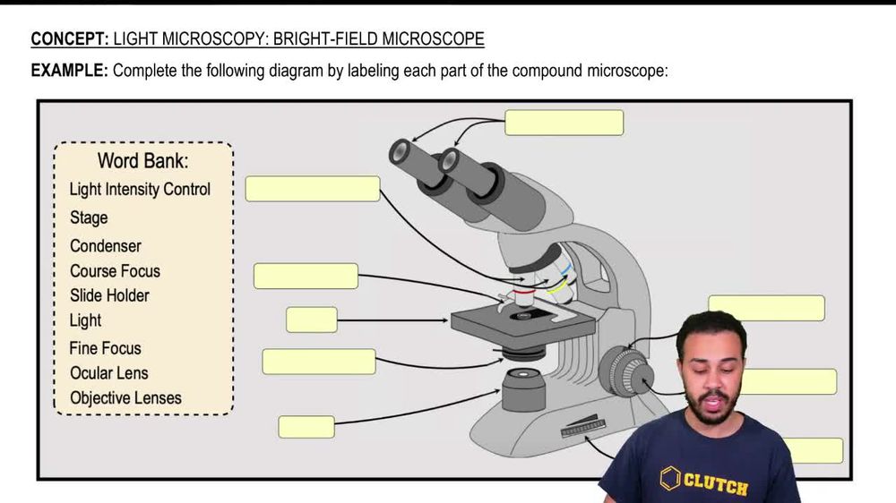 Light Microscopy: Bright-Field Microscopes Example 1