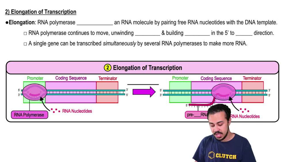 Elongation of Transcription