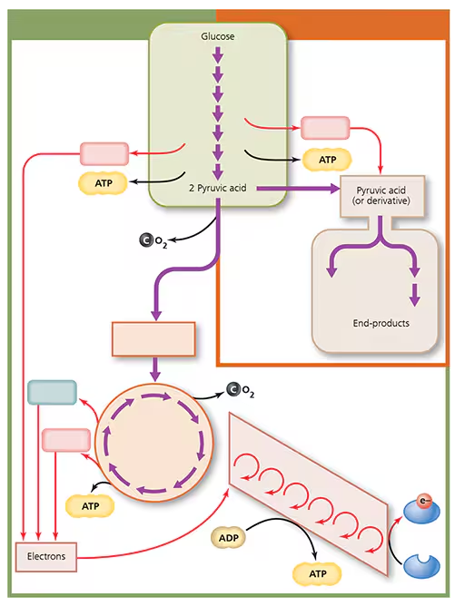 Diagram illustrating glucose breakdown to pyruvic acid, ATP production, electron transport chain, and fermentation pathways.