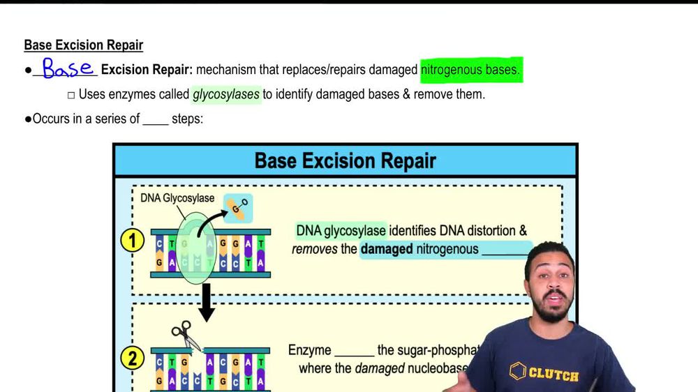 Base Excision Repair