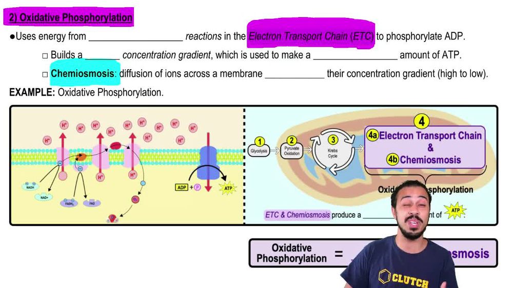 Oxidative Phosphorylation