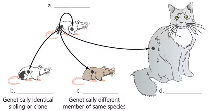 Diagram showing four types of grafts with arrows between donor and recipient mice and a cat, indicating genetic similarity levels.