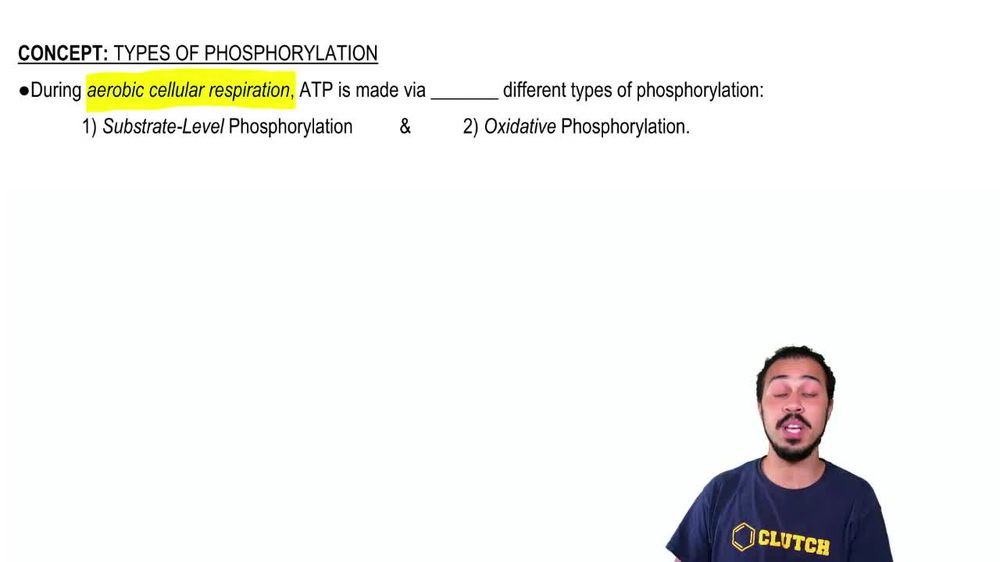 Types of Phosphorylation