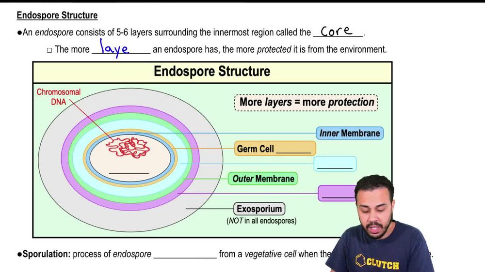Endospore Structure