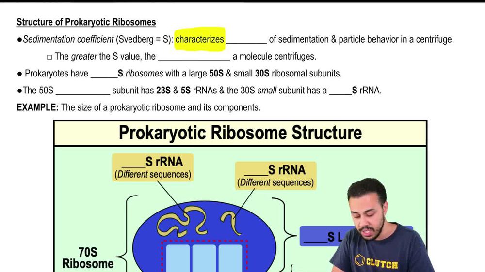 Structure of Prokaryotic Ribosomes