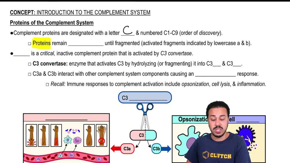 Proteins of the Complement System