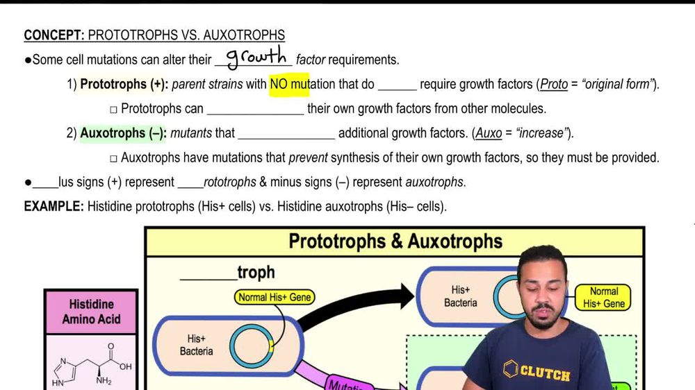 Prototrophs vs. Auxotrophs